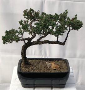 Juniper Bonsai Tree - Trained <br><i>(juniper procumbens nana)</i>