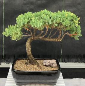 Juniper Bonsai Tree - Trained <br><i>(juniper procumbens nana)</i>