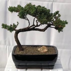 Juniper Bonsai Tree - Trained <br><i>(juniper procumbens nana)</i>