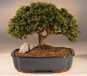 Japanese Kingsville Boxwood Bonsai Tree<br><i>(buxus microphylla 