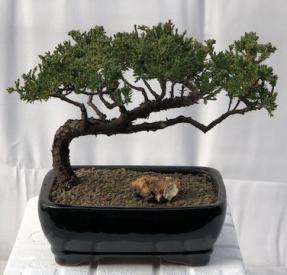 Juniper Bonsai Tree - Trained <br><i>(juniper procumbens nana)</i>