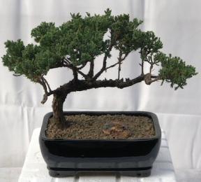 Juniper Bonsai Tree - Trained <br><i>(juniper procumbens nana)</i>