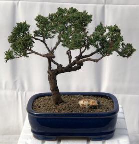 Juniper Bonsai Tree - Trained <br><i>(juniper procumbens nana)</i>