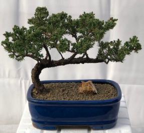 Juniper Bonsai Tree - Trained <br><i>(juniper procumbens nana)</i>