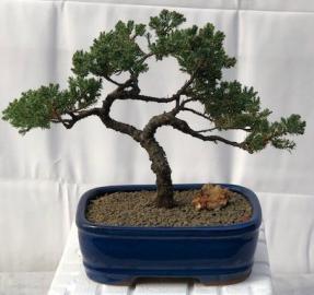 Juniper Bonsai Tree - Trained <br><i>(juniper procumbens nana)</i>