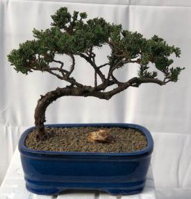 Juniper Bonsai Tree - Trained <br><i>(juniper procumbens nana)</i>