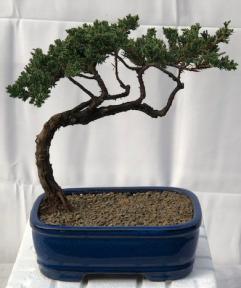 Juniper Bonsai Tree - Trained <br><i>(juniper procumbens nana)</i>