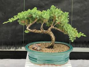 Juniper Bonsai Tree - Trained <br><i>(juniper procumbens nana)</i>