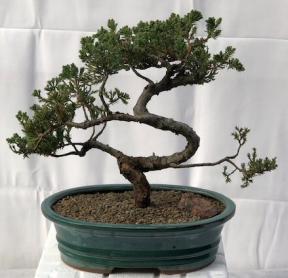 Juniper Bonsai Tree - Trained <br><i>(juniper procumbens nana)</i>