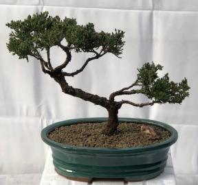 Juniper Bonsai Tree - Trained <br><i>(juniper procumbens nana)</i>