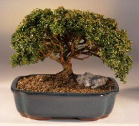 Japanese Kingsville Boxwood Bonsai Tree<br><i>(buxus microphylla 
