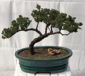 Juniper Bonsai Tree - Trained <br><i>(juniper procumbens nana)</i>