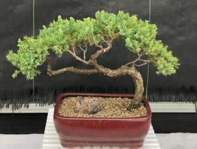 Juniper Bonsai Tree - Trained <br><i>(juniper procumbens nana)</i>