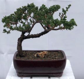 Juniper Bonsai Tree - Trained <br><i>(juniper procumbens nana)</i>