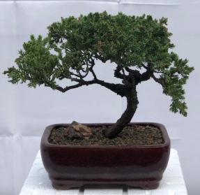 Juniper Bonsai Tree - Trained <br><i>(juniper procumbens nana)</i>