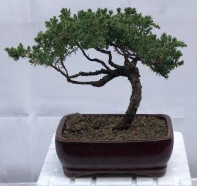 Juniper Bonsai Tree - Trained <br><i>(juniper procumbens nana)</i>