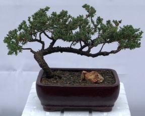 Juniper Bonsai Tree - Trained <br><i>(juniper procumbens nana)</i>