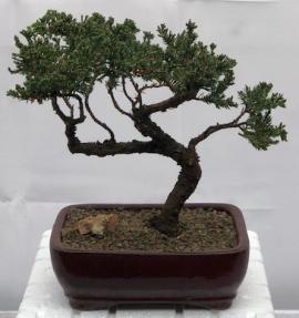 Juniper Bonsai Tree - Trained <br><i>(juniper procumbens nana)</i>