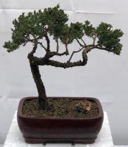 Juniper Bonsai Tree - Trained <br><i>(juniper procumbens nana)</i>