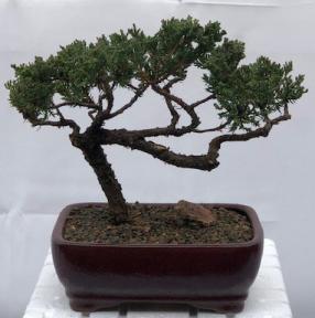 Juniper Bonsai Tree - Trained <br><i>(juniper procumbens nana)</i>