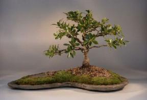 Ficus Retusa Bonsai Tree<br><i>('nitida')</i>