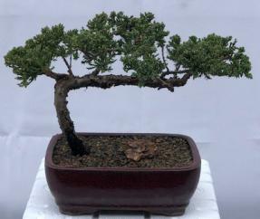 Juniper Bonsai Tree - Trained <br><i>(juniper procumbens nana)</i>