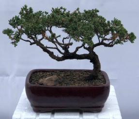 Juniper Bonsai Tree - Trained <br><i>(juniper procumbens nana)</i>