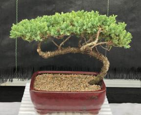 Juniper Bonsai Tree - Trained <br><i>(juniper procumbens nana)</i>