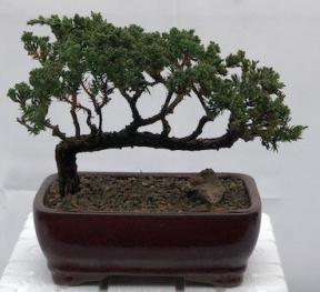 Juniper Bonsai Tree - Trained <br><i>(juniper procumbens nana)</i>