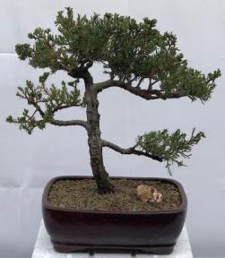 Juniper Bonsai Tree - Trained <br><i>(juniper procumbens nana)</i>