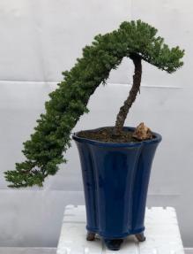 Juniper Bonsai Tree - Cascade Style <br><i>(juniper procumbens nana)</i>