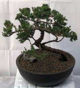 Juniper Bonsai Tree - Trained <br><i>(juniper procumbens nana)</i>