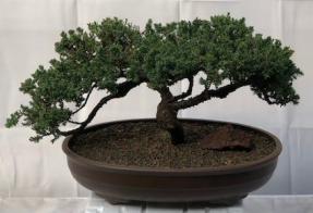 Juniper Bonsai Tree - Trained <br><i>(juniper procumbens nana)</i>