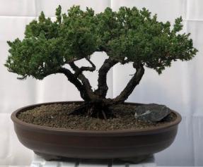 Juniper Bonsai Tree - Trained <br><i>(juniper procumbens nana)</i>