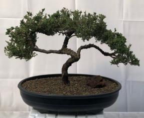 Juniper Bonsai Tree - Trained <br><i>(juniper procumbens nana)</i>