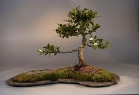 Ficus Retusa Bonsai Tree<br><i>('nitida')</i>