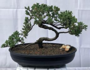 Juniper Bonsai Tree - Trained <br><i>(juniper procumbens nana)</i>