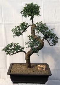 Chinese Elm Bonsai Tree<br>Curved Trunk & Tiered Branching<br><i>(ulmus parvifolia)</i>