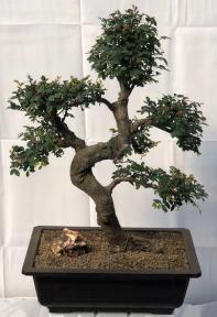 Chinese Elm Bonsai Tree <br>Curved Trunk & Tiered Branching <br><i>(ulmus parvifolia)</i>