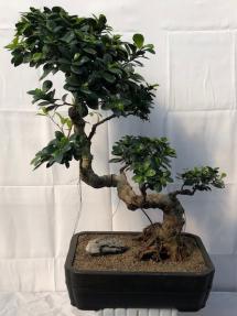 Fruiting Green Emerald Ficus Bonsai Tree<br>Semi Cascade Style <br><i>(ficus microcarpa)</i>