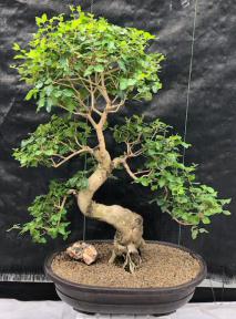 Flowering Ligustrum Bonsai Tree<br>Curved Trunk & Tiered Branching Style<br><i>(ligustrum lucidum)</i>