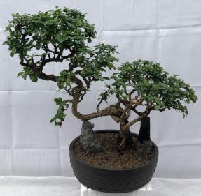 Flowering Fukien Tea Bonsai Tree - Cascade Style<br><i>(ehretia microphylla)</i>