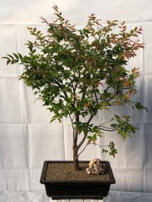 Flowering Jaboticaba Bonsai Tree <br><i>(eugenia cauliflora)</i>