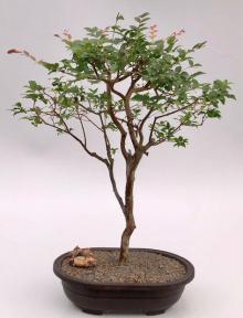 Flowering Jaboticaba Bonsai Tree <br><i>(eugenia cauliflora)</i>