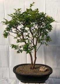 Flowering Jaboticaba Bonsai Tree <br><i>(eugenia cauliflora)</i>