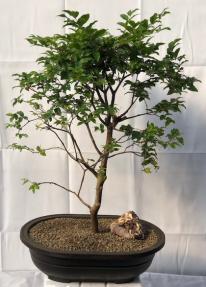 Flowering Jaboticaba Bonsai Tree <br><i>(eugenia cauliflora)</i>