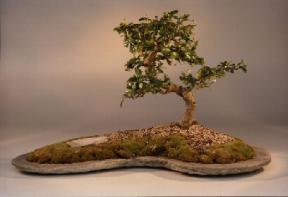 Fukien Tea Bonsai Tree<br><i>(ehretia microphylla)</i>