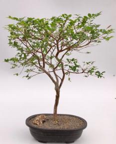 Flowering Jaboticaba Bonsai Tree <br><i>(eugenia cauliflora)</i>
