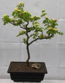 Flowering Brazilian Raintree Bonsai Tree<br><i>(pithecellobium tortum)</i>