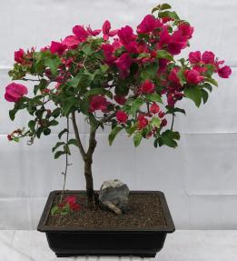 Flowering Bougainvillea Bonsai Tree<br>Root Over Rock<br><i>(Pink Pixie)</i>